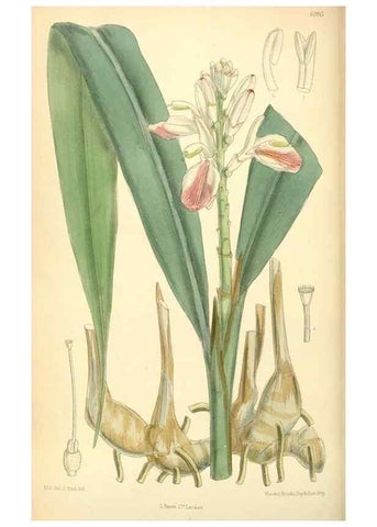 Reproducción/Reproduction 35048856900: Curtis's botanical magazine.. London ; New York [etc.] :Academic Press [etc.]
