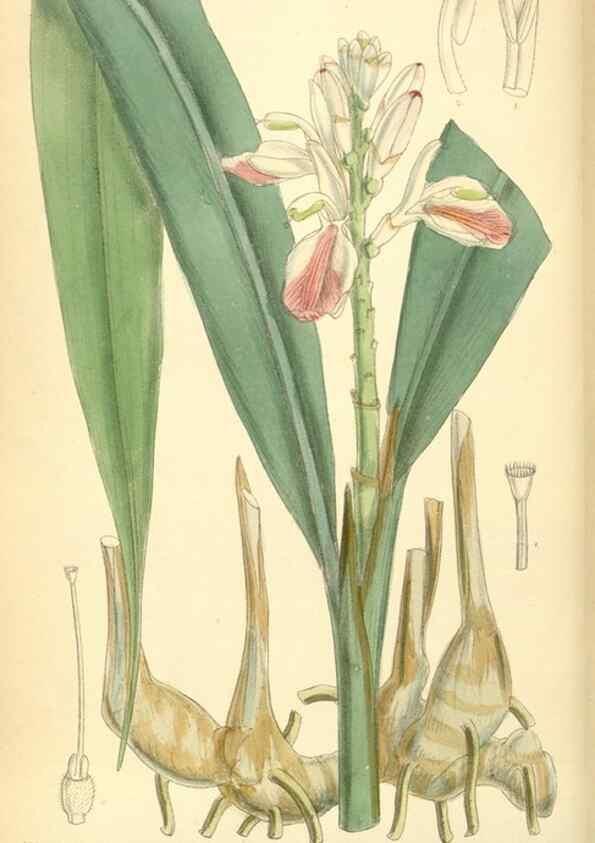 Reproducción/Reproduction 35048856900: Curtis's botanical magazine.. London ; New York [etc.] :Academic Press [etc.]