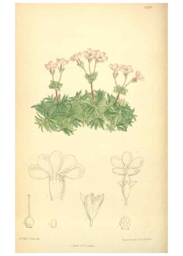 Reproducción/Reproduction 35435998825: Curtis's botanical magazine.. London ; New York [etc.] :Academic Press [etc.]
