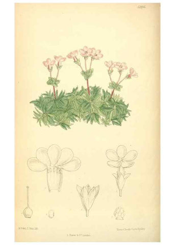 Reproducción/Reproduction 35435998825: Curtis's botanical magazine.. London ; New York [etc.] :Academic Press [etc.]