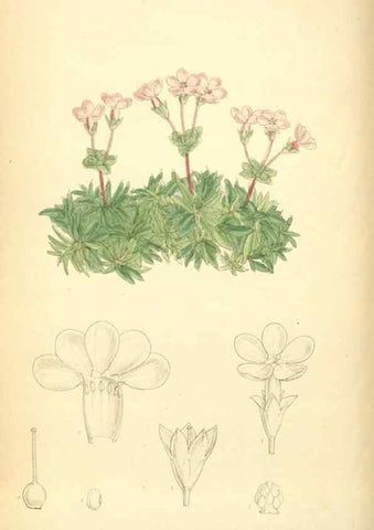 Reproducción/Reproduction 35435998825: Curtis's botanical magazine.. London ; New York [etc.] :Academic Press [etc.]