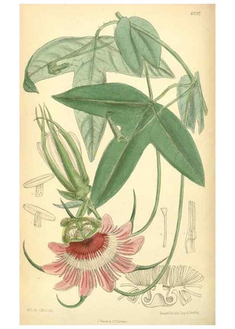 Reproducción/Reproduction 35436002295: Curtis's botanical magazine.. London ; New York [etc.] :Academic Press [etc.]