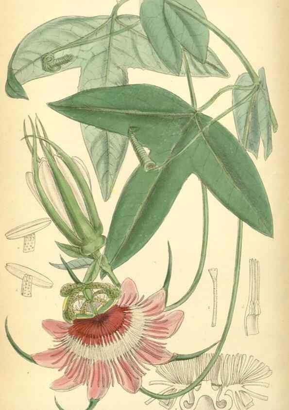 Reproducción/Reproduction 35436002295: Curtis's botanical magazine.. London ; New York [etc.] :Academic Press [etc.]
