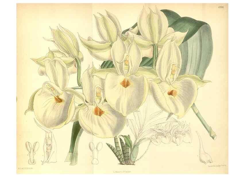 Reproducción/Reproduction 35436004735: Curtis's botanical magazine.. London ; New York [etc.] :Academic Press [etc.]