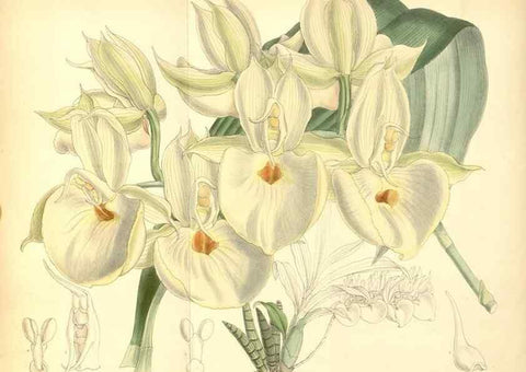 Reproducción/Reproduction 35436004735: Curtis's botanical magazine.. London ; New York [etc.] :Academic Press [etc.]