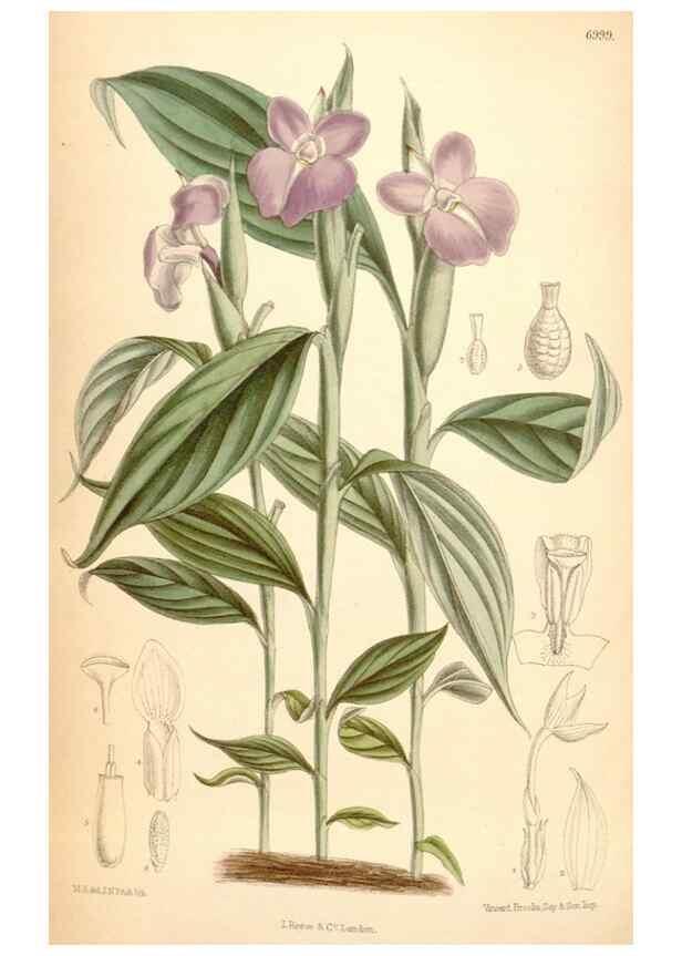 Reproducción/Reproduction 35436007865: Curtis's botanical magazine.. London ; New York [etc.] :Academic Press [etc.]