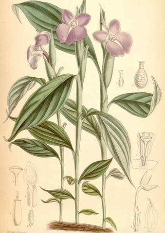 Reproducción/Reproduction 35436007865: Curtis's botanical magazine.. London ; New York [etc.] :Academic Press [etc.]