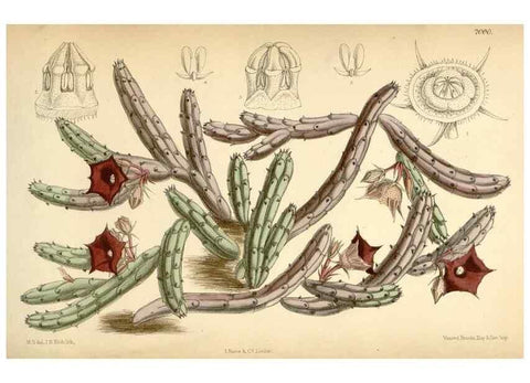 Reproducción/Reproduction 35436010125: Curtis's botanical magazine.. London ; New York [etc.] :Academic Press [etc.]