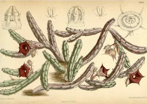 Reproducción/Reproduction 35436010125: Curtis's botanical magazine.. London ; New York [etc.] :Academic Press [etc.]