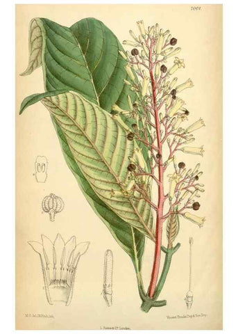 Reproducción/Reproduction 35306425311: Curtis's botanical magazine.. London ; New York [etc.] :Academic Press [etc.]