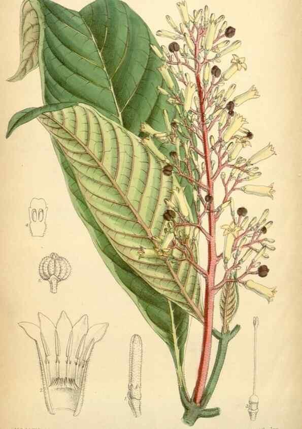 Reproducción/Reproduction 35306425311: Curtis's botanical magazine.. London ; New York [etc.] :Academic Press [etc.]