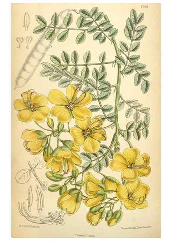 Reproducción/Reproduction 35306426391: Curtis's botanical magazine.. London ; New York [etc.] :Academic Press [etc.]