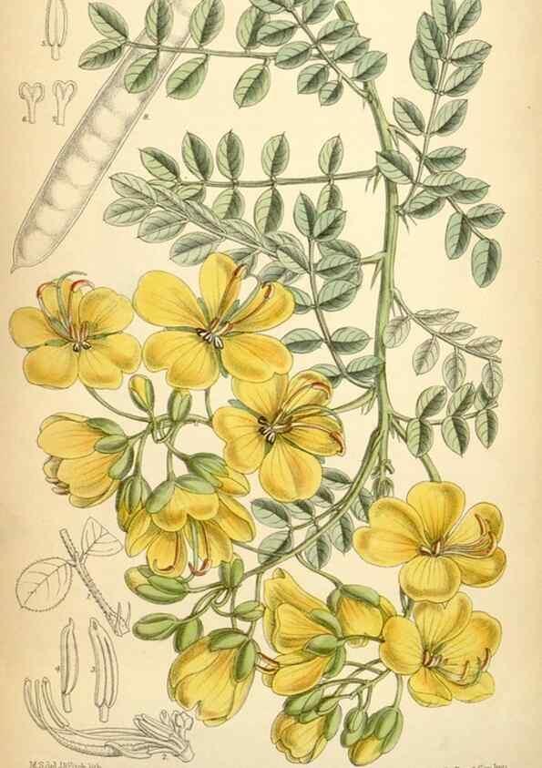 Reproducción/Reproduction 35306426391: Curtis's botanical magazine.. London ; New York [etc.] :Academic Press [etc.]