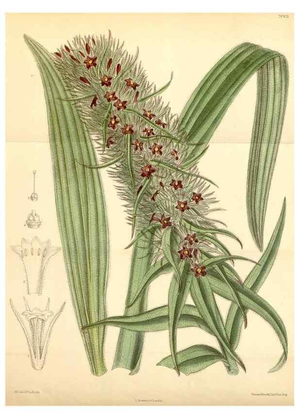 Reproducción/Reproduction 35306427011: Curtis's botanical magazine.. London ; New York [etc.] :Academic Press [etc.]