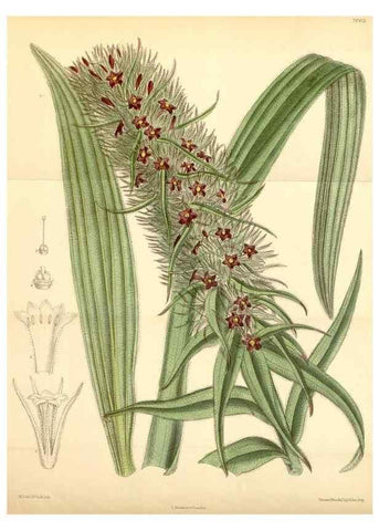 Reproducción/Reproduction 35306427011: Curtis's botanical magazine.. London ; New York [etc.] :Academic Press [etc.]