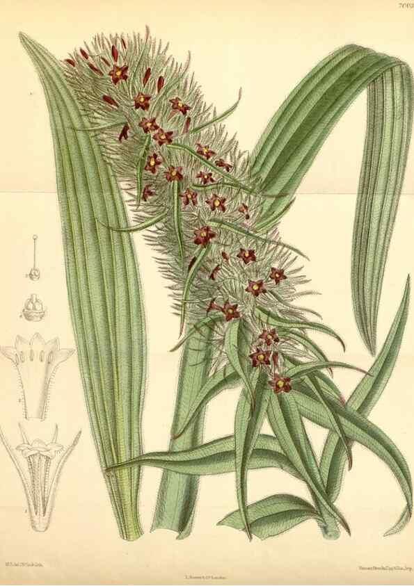 Reproducción/Reproduction 35306427011: Curtis's botanical magazine.. London ; New York [etc.] :Academic Press [etc.]
