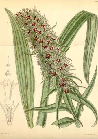 Reproducción/Reproduction 35306427011: Curtis's botanical magazine.. London ; New York [etc.] :Academic Press [etc.]