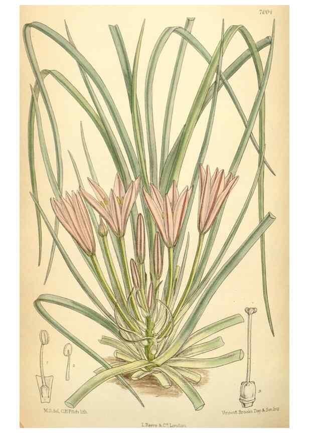 Reproducción/Reproduction 35306428111: Curtis's botanical magazine.. London ; New York [etc.] :Academic Press [etc.]