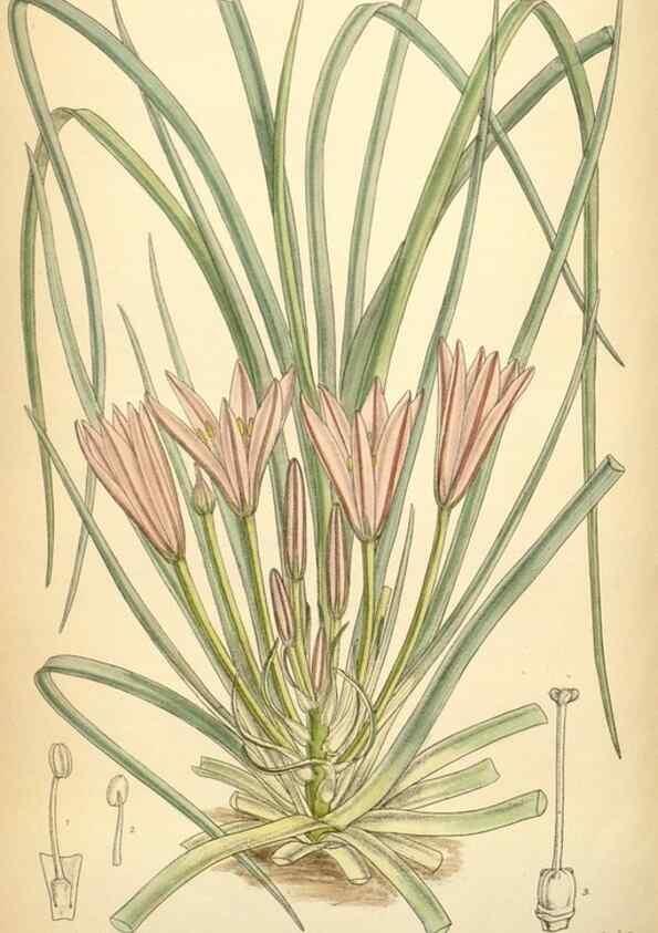 Reproducción/Reproduction 35306428111: Curtis's botanical magazine.. London ; New York [etc.] :Academic Press [etc.]
