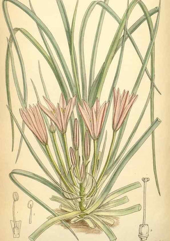Reproducción/Reproduction 35306428111: Curtis's botanical magazine.. London ; New York [etc.] :Academic Press [etc.]
