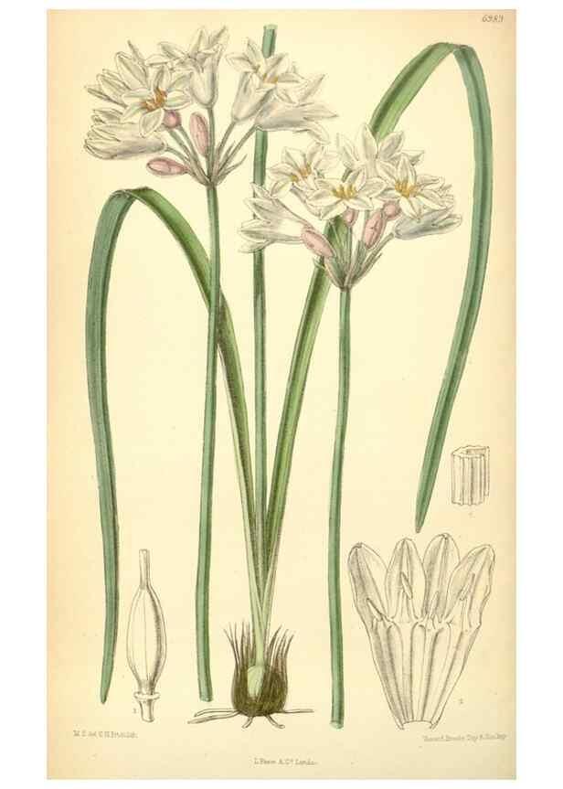 Reproducción/Reproduction 35048842050: Curtis's botanical magazine.. London ; New York [etc.] :Academic Press [etc.]