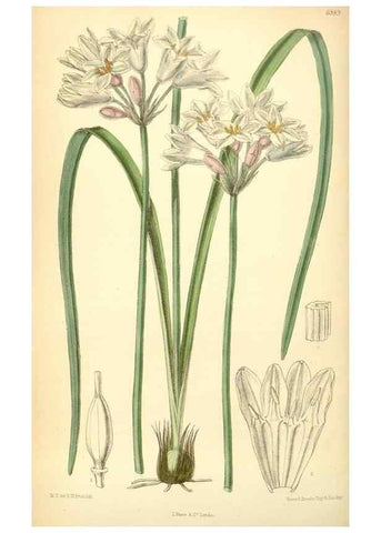Reproducción/Reproduction 35048842050: Curtis's botanical magazine.. London ; New York [etc.] :Academic Press [etc.]