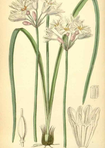 Reproducción/Reproduction 35048842050: Curtis's botanical magazine.. London ; New York [etc.] :Academic Press [etc.]