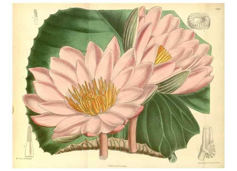 Reproducción/Reproduction 35306396371: Curtis's botanical magazine.. London ; New York [etc.] :Academic Press [etc.]
