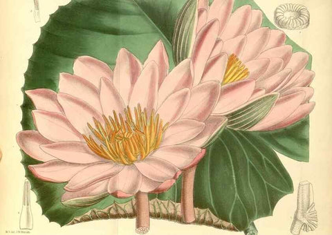 Reproducción/Reproduction 35306396371: Curtis's botanical magazine.. London ; New York [etc.] :Academic Press [etc.]