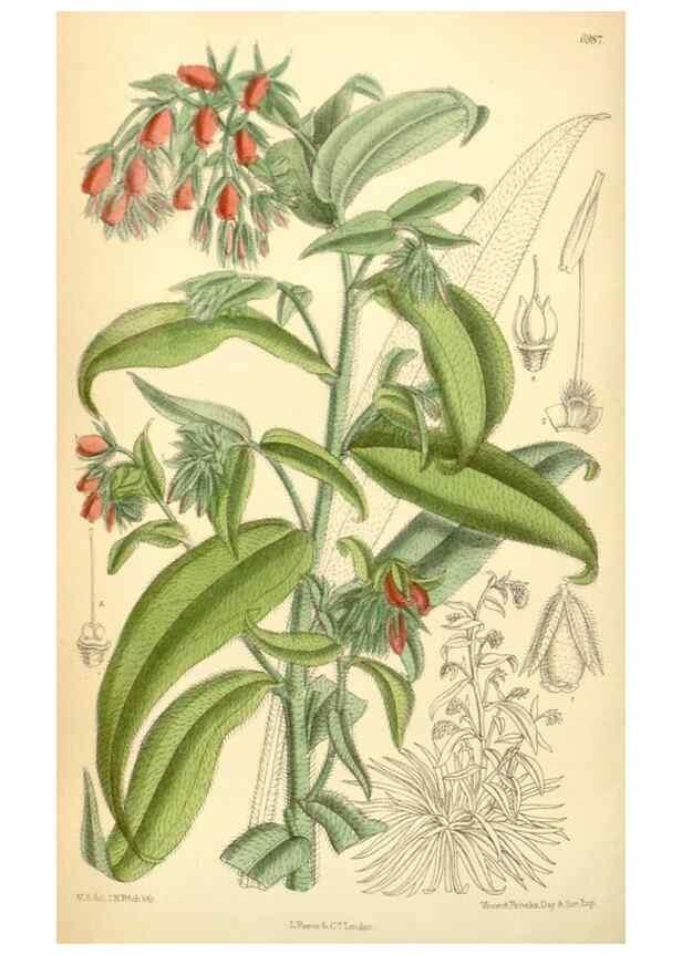 Reproducción/Reproduction 34594110184: Curtis's botanical magazine.. London ; New York [etc.] :Academic Press [etc.]