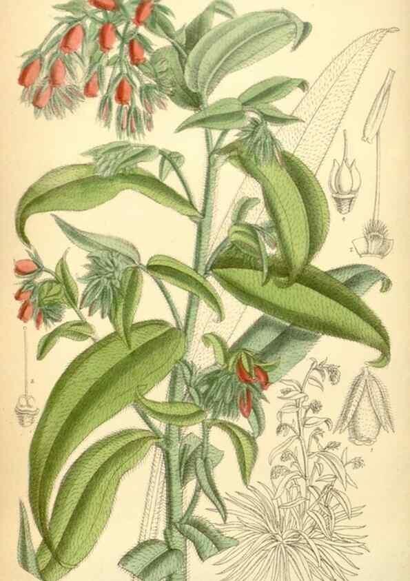 Reproducción/Reproduction 34594110184: Curtis's botanical magazine.. London ; New York [etc.] :Academic Press [etc.]