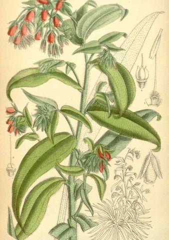 Reproducción/Reproduction 34594110184: Curtis's botanical magazine.. London ; New York [etc.] :Academic Press [etc.]