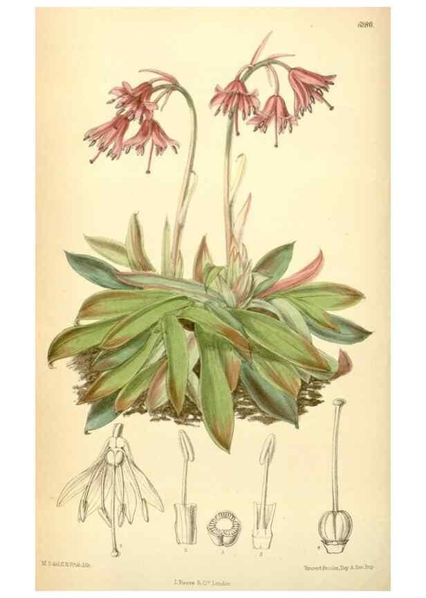Reproducción/Reproduction 35306391841: Curtis's botanical magazine.. London ; New York [etc.] :Academic Press [etc.]
