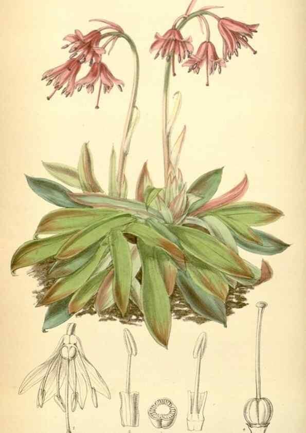Reproducción/Reproduction 35306391841: Curtis's botanical magazine.. London ; New York [etc.] :Academic Press [etc.]