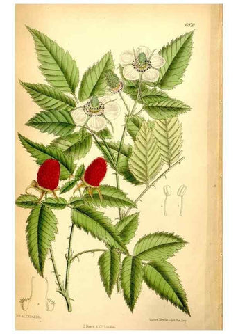 Reproducción/Reproduction 35377399946: Curtis's botanical magazine.. London ; New York [etc.] :Academic Press [etc.]