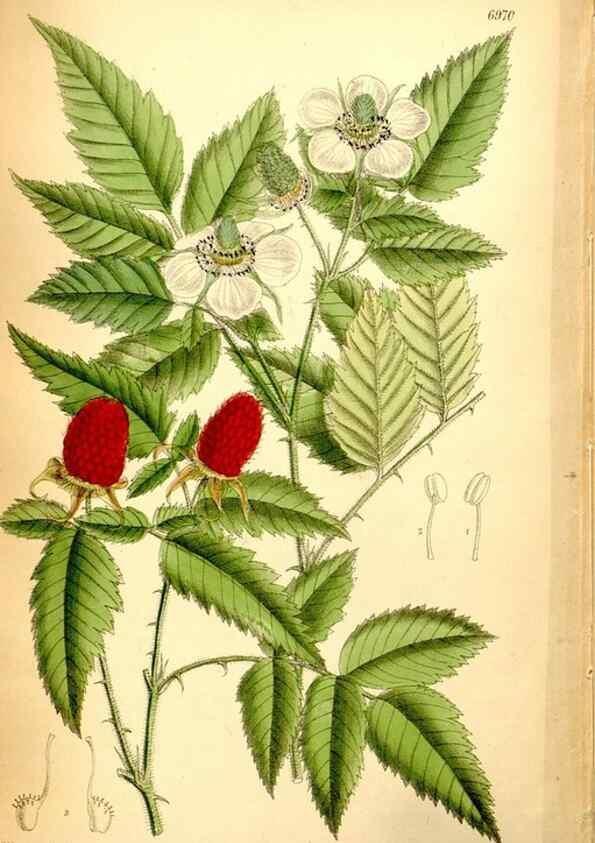 Reproducción/Reproduction 35377399946: Curtis's botanical magazine.. London ; New York [etc.] :Academic Press [etc.]