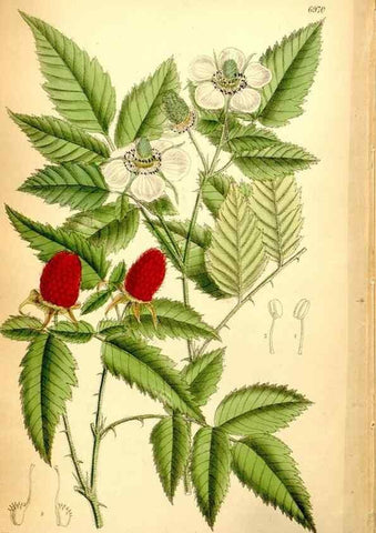 Reproducción/Reproduction 35377399946: Curtis's botanical magazine.. London ; New York [etc.] :Academic Press [etc.]