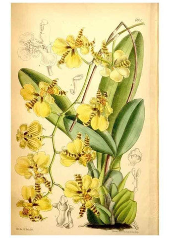 Reproducción/Reproduction 34574987704: Curtis's botanical magazine.. London ; New York [etc.] :Academic Press [etc.]