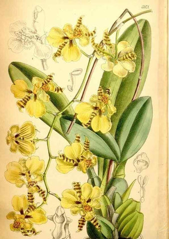 Reproducción/Reproduction 34574987704: Curtis's botanical magazine.. London ; New York [etc.] :Academic Press [etc.]
