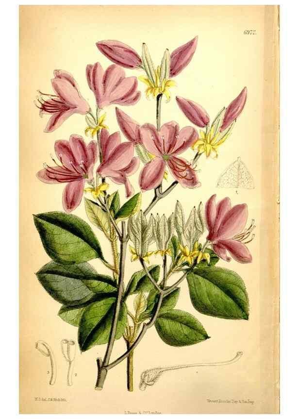 Reproducción/Reproduction 34574988674: Curtis's botanical magazine.. London ; New York [etc.] :Academic Press [etc.]