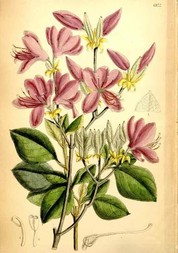 Reproducción/Reproduction 34574988674: Curtis's botanical magazine.. London ; New York [etc.] :Academic Press [etc.]