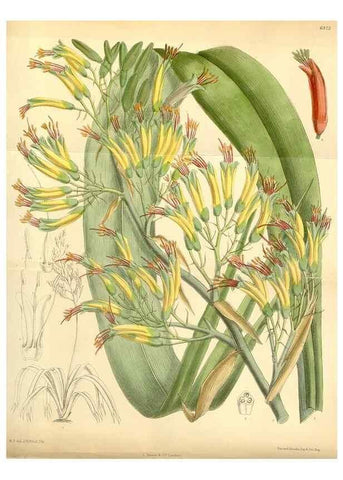 Reproducción/Reproduction 34594088524: Curtis's botanical magazine.. London ; New York [etc.] :Academic Press [etc.]