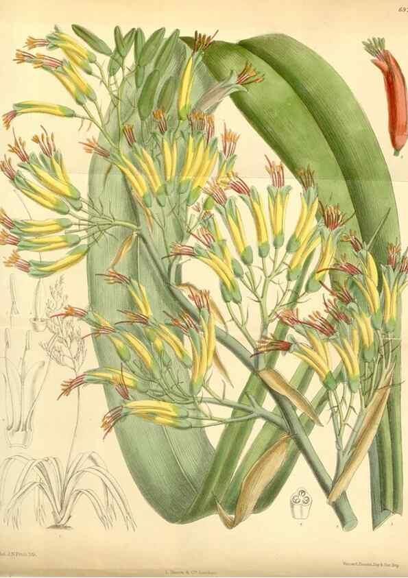 Reproducción/Reproduction 34594088524: Curtis's botanical magazine.. London ; New York [etc.] :Academic Press [etc.]