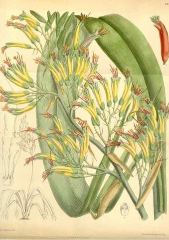 Reproducción/Reproduction 34594088524: Curtis's botanical magazine.. London ; New York [etc.] :Academic Press [etc.]