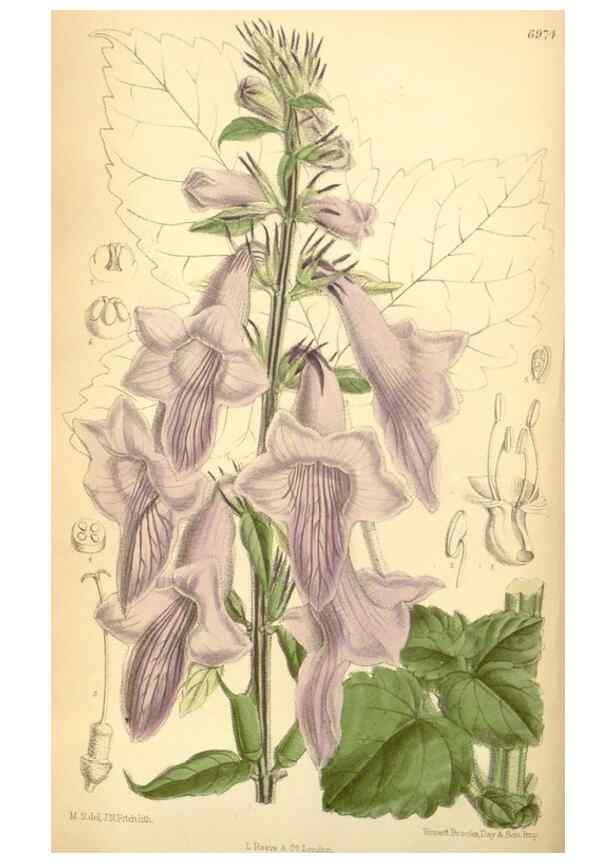 Reproducción/Reproduction 35306374001: Curtis's botanical magazine.. London ; New York [etc.] :Academic Press [etc.]