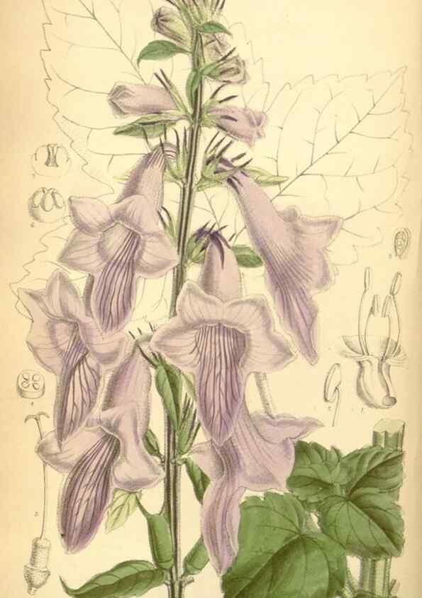 Reproducción/Reproduction 35306374001: Curtis's botanical magazine.. London ; New York [etc.] :Academic Press [etc.]