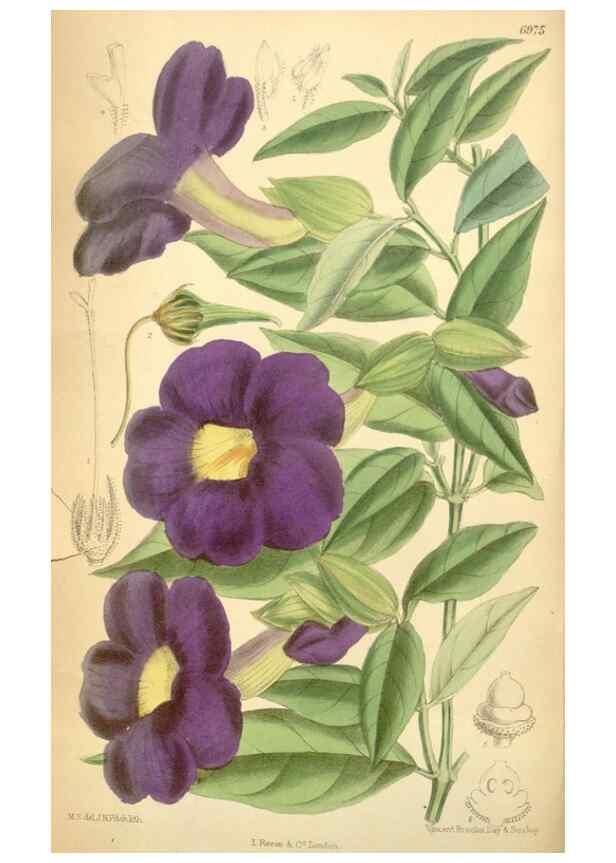 Reproducción/Reproduction 34594091824: Curtis's botanical magazine.. London ; New York [etc.] :Academic Press [etc.]