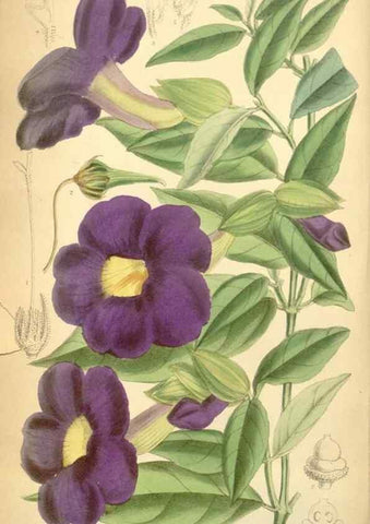 Reproducción/Reproduction 34594091824: Curtis's botanical magazine.. London ; New York [etc.] :Academic Press [etc.]