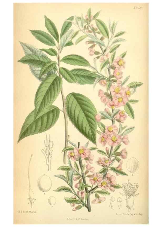 Reproducción/Reproduction 35306379331: Curtis's botanical magazine.. London ; New York [etc.] :Academic Press [etc.]