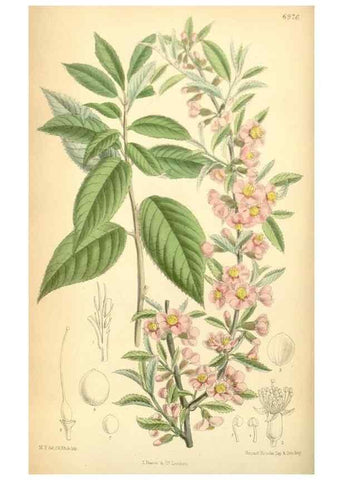 Reproducción/Reproduction 35306379331: Curtis's botanical magazine.. London ; New York [etc.] :Academic Press [etc.]